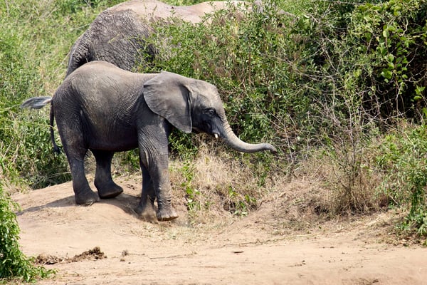 Elephants on the water's edge, Uganda