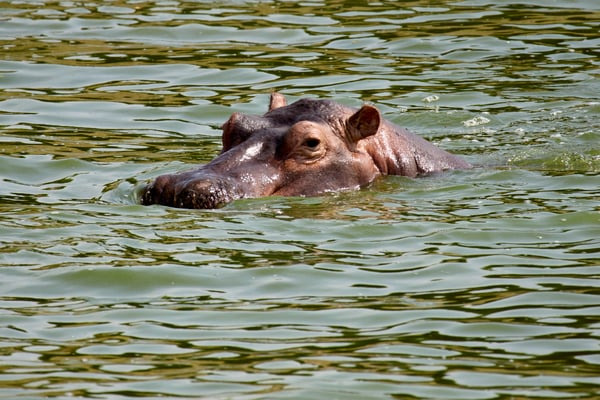 Hippo in water, Uganda