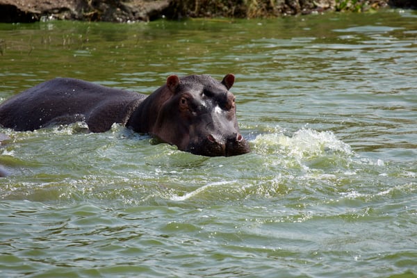 Hippo in water, Uganda
