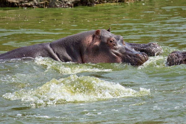 Hippo in water, Uganda