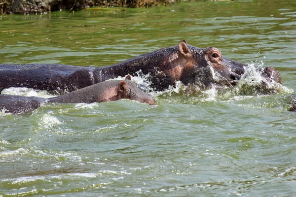 Hippo in water, Uganda