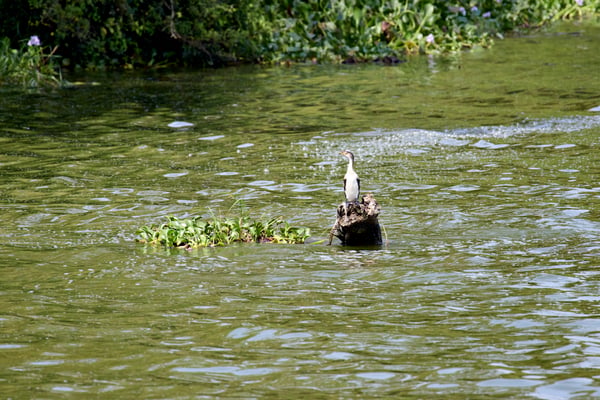 Little pied cormorant, Uganda