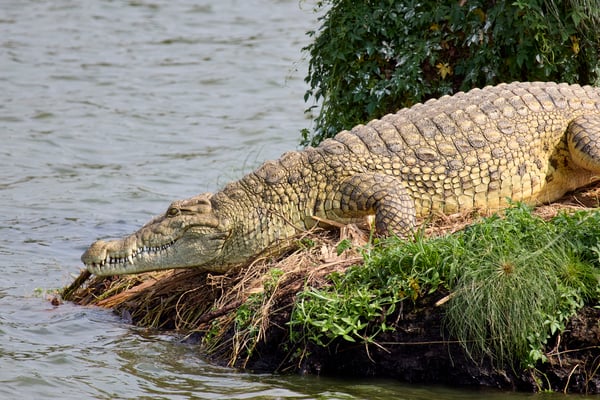 Crocodile, Uganda