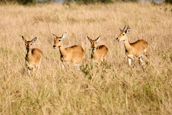 Herd of Uganda Kob, Uganda