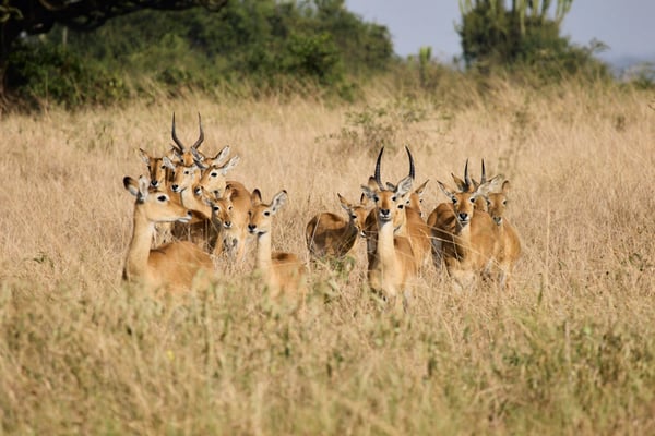 Herd of Uganda Kob, Uganda