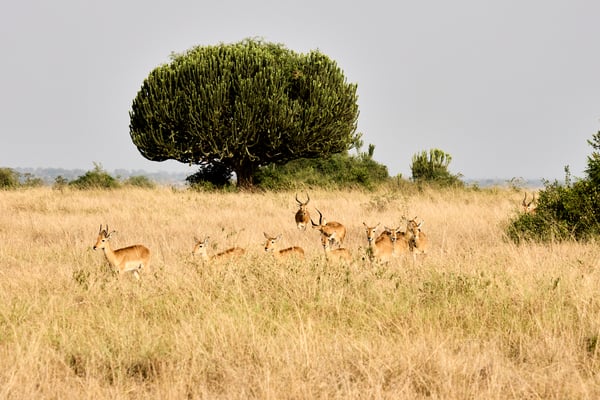 Herd of Uganda Kob, Uganda