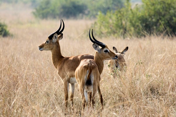 Two Male Uganda Kob, Uganda