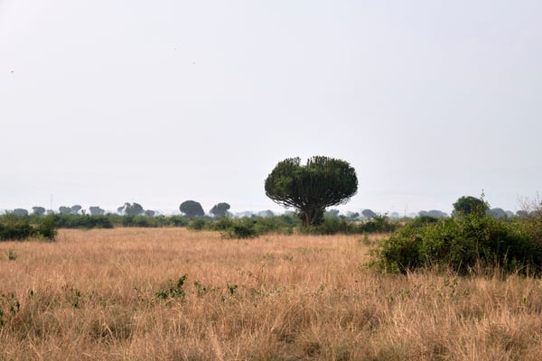 Euphorbia candelabrum, Uganda