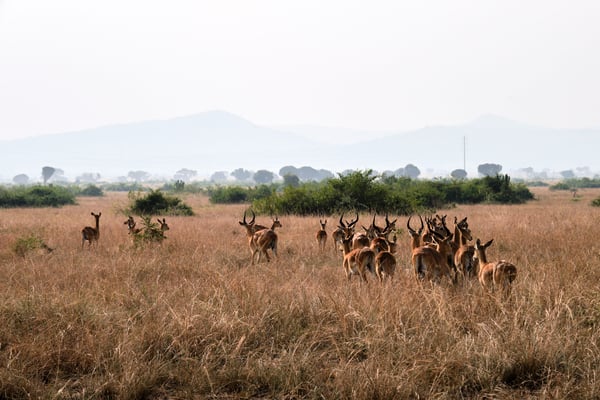 Herd of Uganda Kob, Uganda