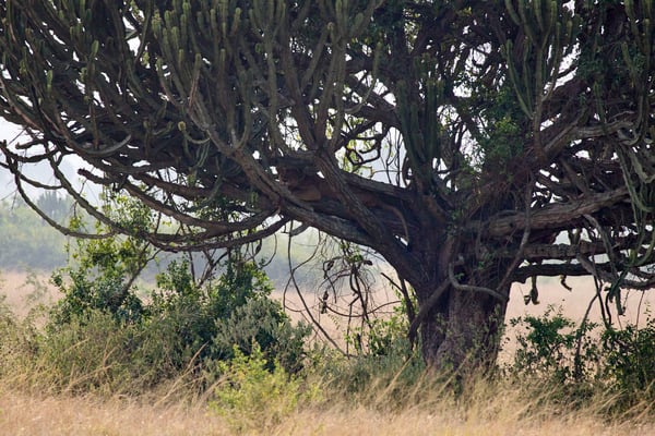 Lion in a Euphorbia candelabrum, Uganda
