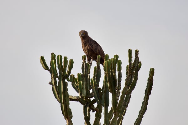 Brown snake eagle, Uganda