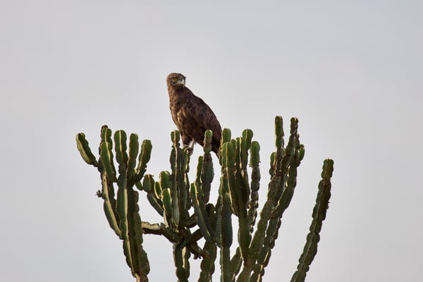 Brown snake eagle, Uganda