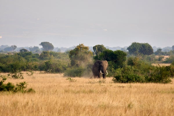 Elephant in Queen Elizabeth National Park, Uganda