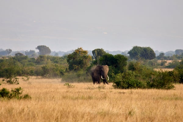 Elephant in Queen Elizabeth National Park, Uganda