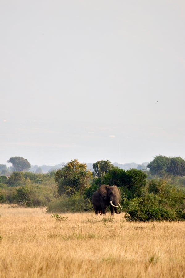 Elephant in Queen Elizabeth National Park, Uganda