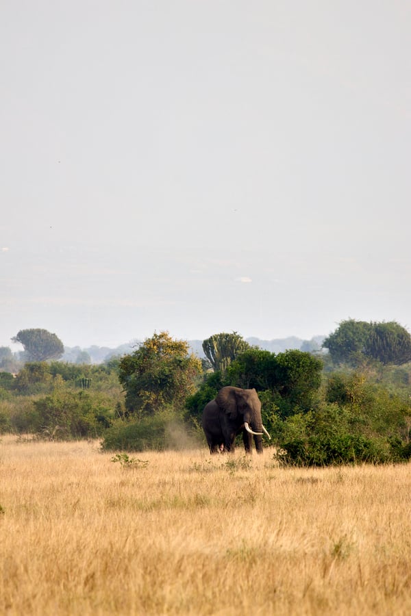 Elephant in Queen Elizabeth National Park, Uganda