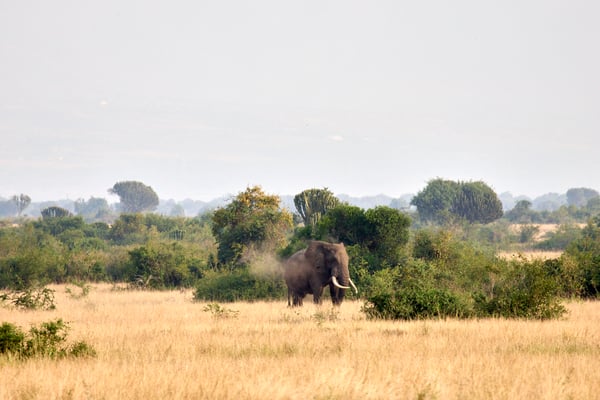 Elephant in Queen Elizabeth National Park, Uganda