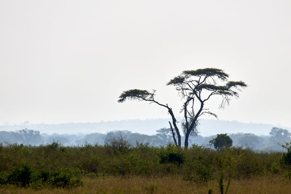 Queen Elizabeth National Park landscape, Uganda