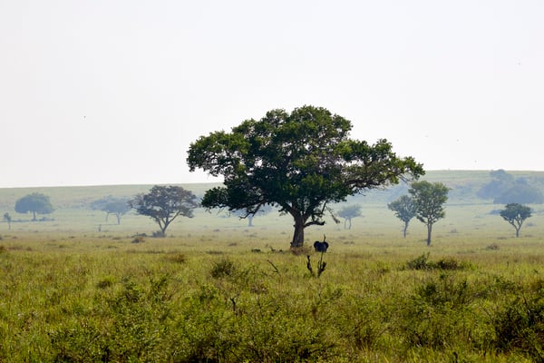 Elephants in Queen Elizabeth National Park, Uganda