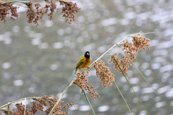 Black-headed weaver, Uganda