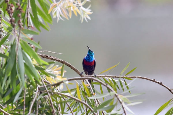 Red-chested sunbird, Uganda