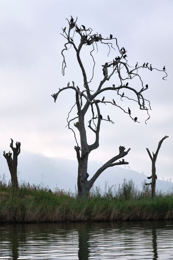 Great cormorants on a tree branch on Lake Bunyonyi, Uganda
