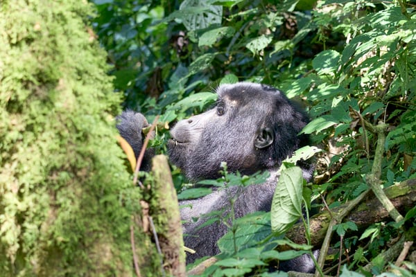 Female gorilla in Bwindi Impenetrable Forest, Uganda