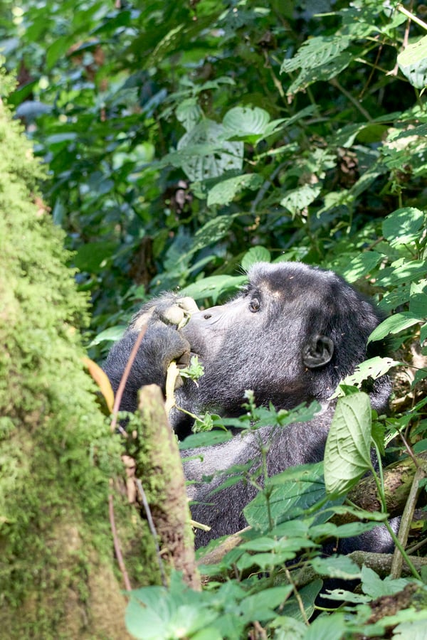 Female gorilla in Bwindi Impenetrable Forest, Uganda