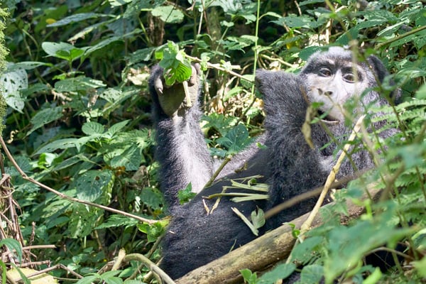 Female gorilla in Bwindi Impenetrable Forest, Uganda