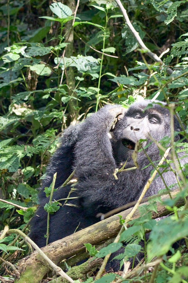Female gorilla in Bwindi Impenetrable Forest, Uganda