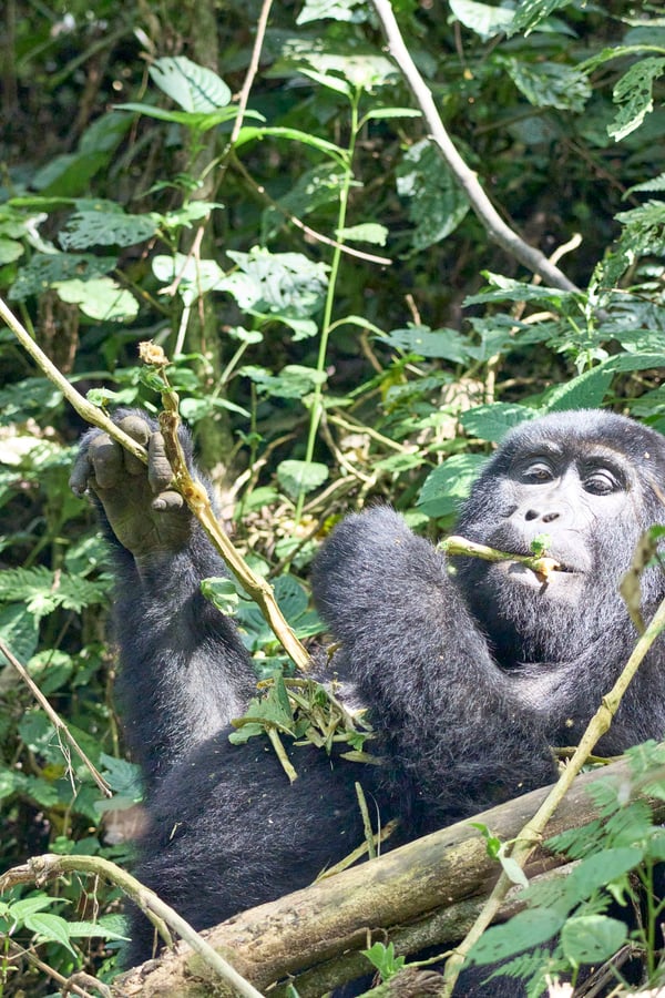 Female gorilla in Bwindi Impenetrable Forest, Uganda