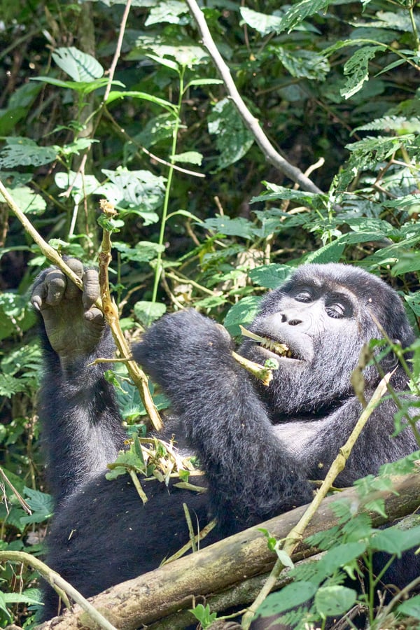 Female gorilla in Bwindi Impenetrable Forest, Uganda