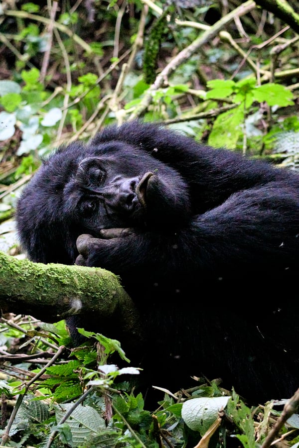 Female gorilla making faces in Bwindi Impenetrable Forest, Uganda
