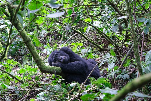 Female gorilla making faces in Bwindi Impenetrable Forest, Uganda