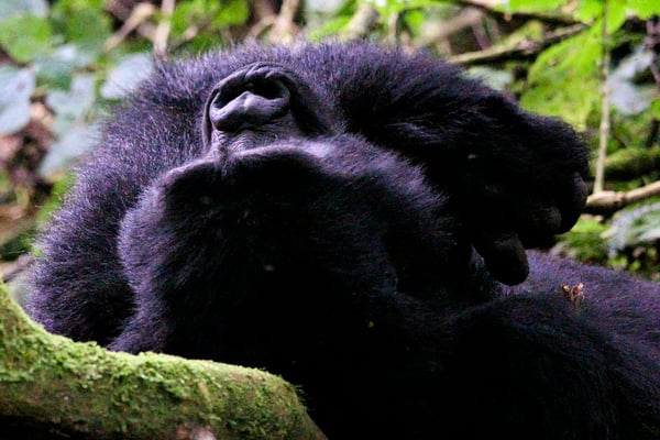Female gorilla details: hands, in Bwindi Impenetrable Forest, Uganda