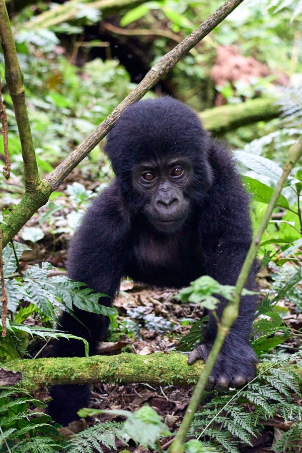 Baby gorilla in Bwindi Impenetrable Forest, Uganda