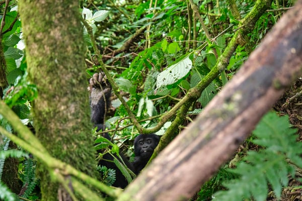 Baby gorilla in Bwindi Impenetrable Forest, Uganda