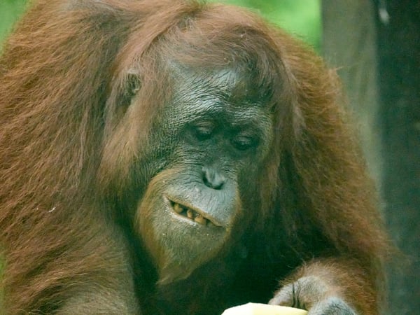 Sepilok Orangutan rehabilitation centre, Sandakan, Sabah, Malaysia