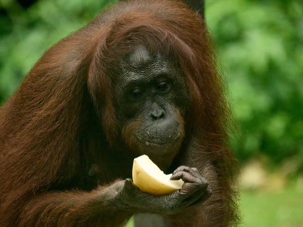 Sepilok Orangutan rehabilitation centre, Sandakan, Sabah, Malaysia