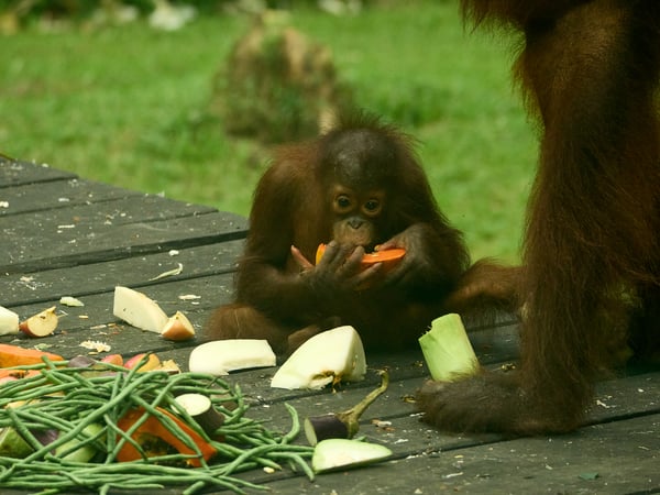 Sepilok Orangutan rehabilitation centre, Sandakan, Sabah, Malaysia