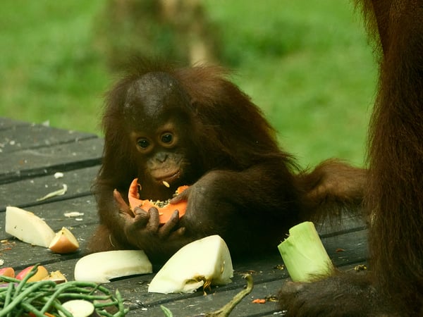 Sepilok Orangutan rehabilitation centre, Sandakan, Sabah, Malaysia