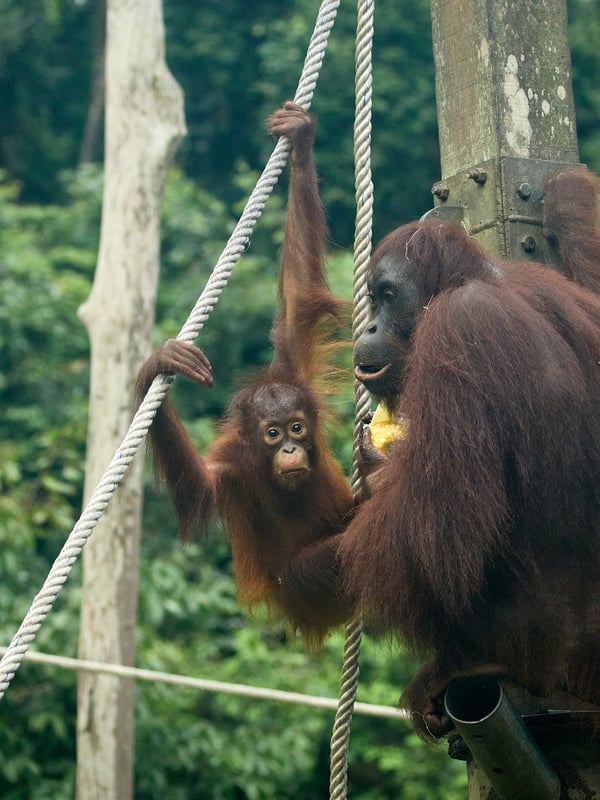 Sepilok Orangutan rehabilitation centre, Sandakan, Sabah, Malaysia