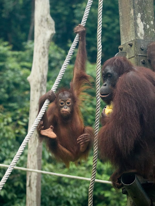 Sepilok Orangutan rehabilitation centre, Sandakan, Sabah, Malaysia