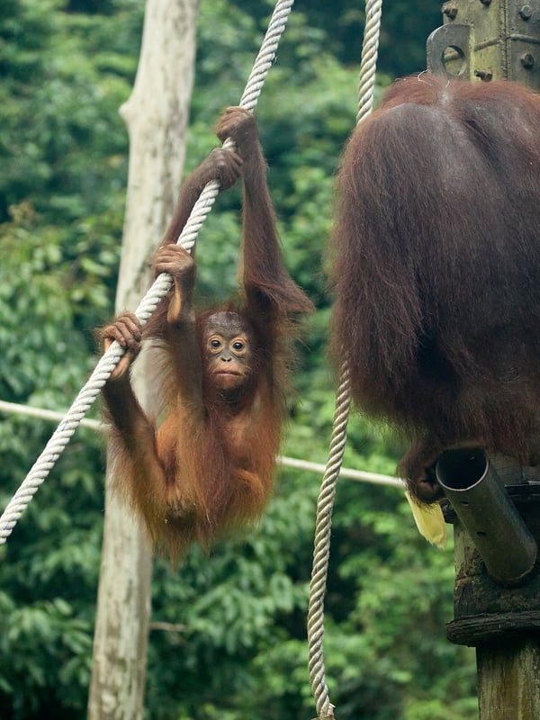 Sepilok Orangutan rehabilitation centre, Sandakan, Sabah, Malaysia