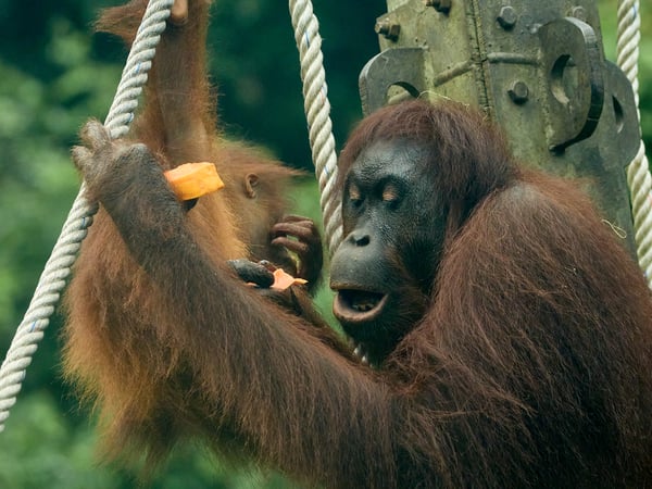 Sepilok Orangutan rehabilitation centre, Sandakan, Sabah, Malaysia