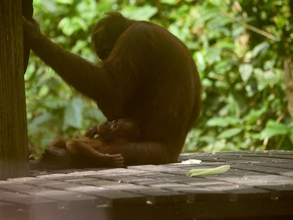 Sepilok Orangutan rehabilitation centre, Sandakan, Sabah, Malaysia