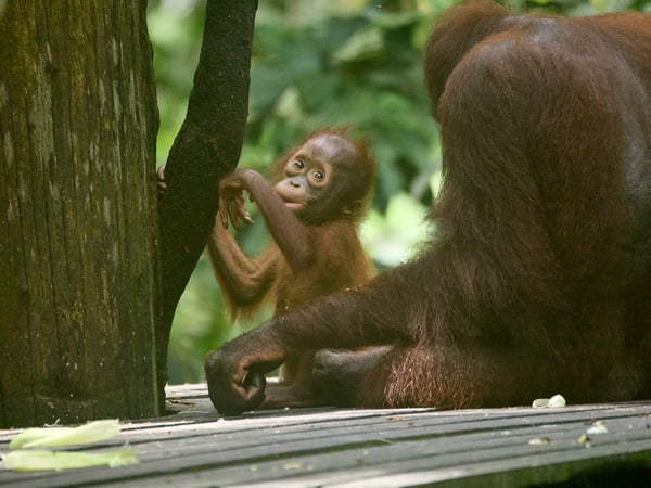 Sepilok Orangutan rehabilitation centre, Sandakan, Sabah, Malaysia