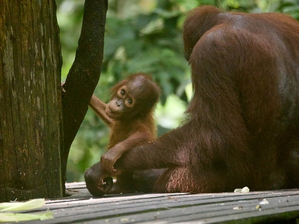 Sepilok Orangutan rehabilitation centre, Sandakan, Sabah, Malaysia