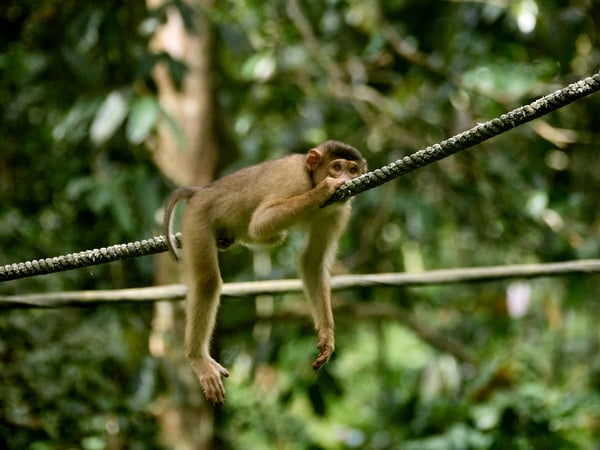 Sepilok Orangutan rehabilitation centre, Sandakan, Sabah, Malaysia