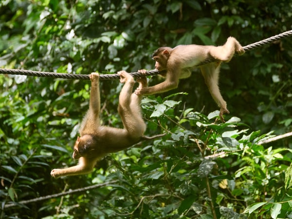 Sepilok Orangutan rehabilitation centre, Sandakan, Sabah, Malaysia